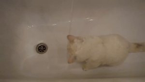 Белый кот Кузя плещется в ванной