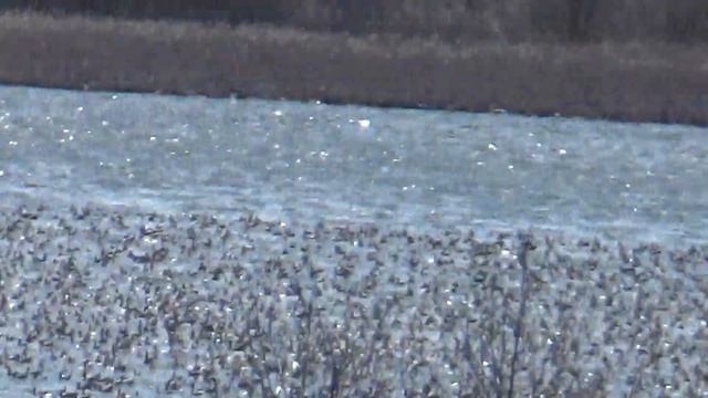 31.03.2020 г. воды в поймах рек нет , и гусь сидит на озерах. смотреть онлайн