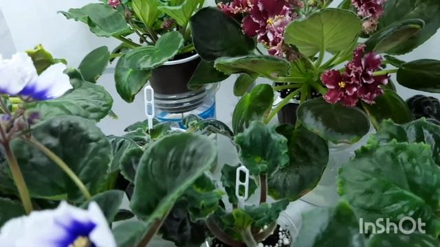 Цветение моих фиалок с названиями сортов! смотреть онлайн