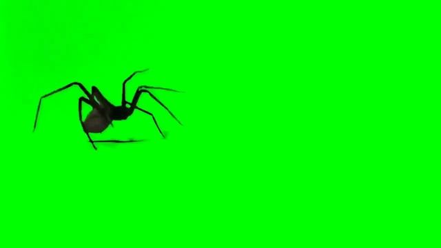 Паук Футаж хромакей на зеленом фоне Footage on green background Chroma key