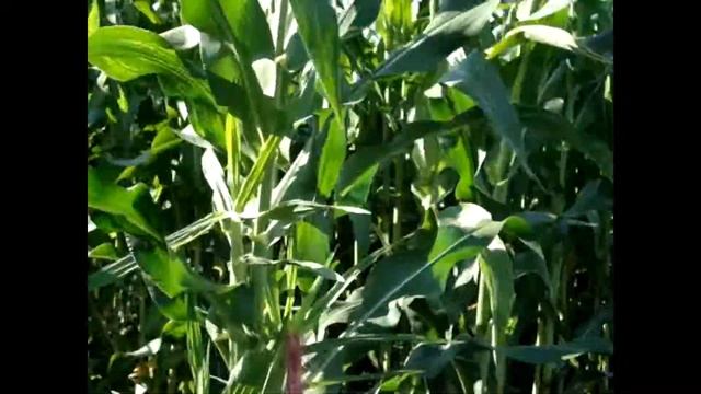 ЦВЕТЕНИЕ КУКУРУЗЫ смотреть онлайн
