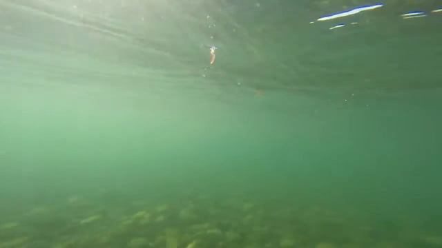 Ловля золотого дорадо в Аргентине смотреть онлайн