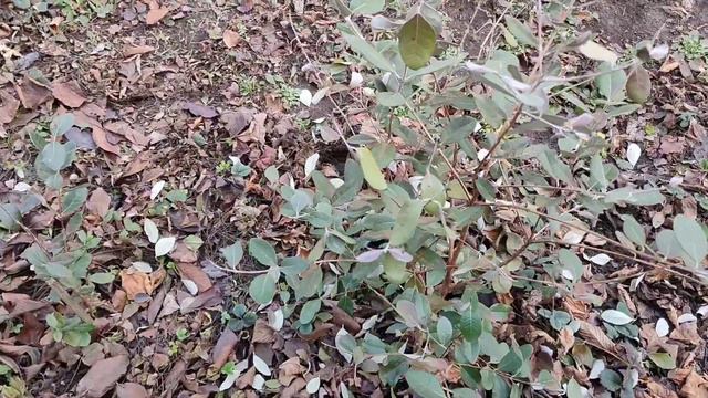 Фейхоа в открытом грунте , открываем после зимы 2024 г . смотреть онлайн