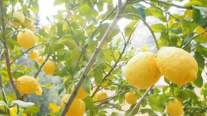 Как Вырастить Лимон Из Косточки В Домашних Условиях