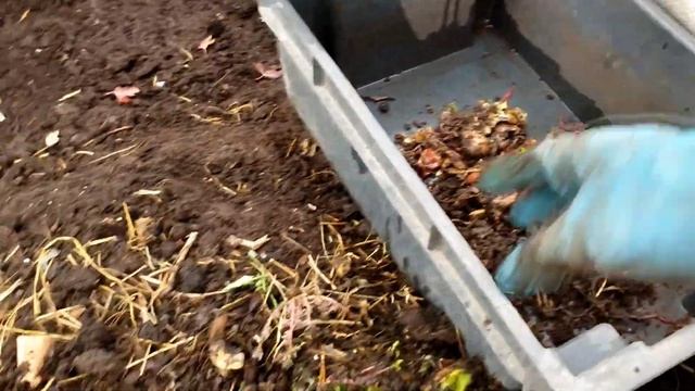 Ещё одна выборка червей на улице из буртов. смотреть онлайн