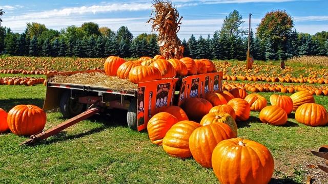 Выращивание тыквы на семена как бизнес идея смотреть онлайн
