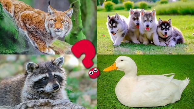 Пазлы животные для детей. Обучающее видео для малышей