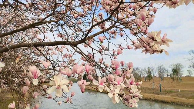 The magnolia flowers swaying in the spring wind with bright colors and elegant flower shapes. смотреть онлайн