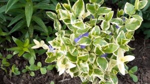 ВАРИЕГАТНЫЙ БАРВИНОК БОЛЬШОЙ   2021 год