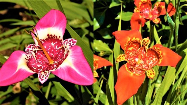 ЭФФЕКТНЫЕ ЦВЕТЫ для Яркой СОЛНЕЧНОЙ КЛУМБЫ и Цветочных Бордюров смотреть онлайн