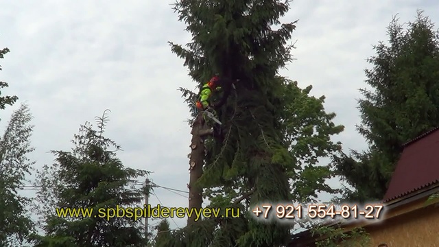 УДАЛЕНИЕ ДЕРЕВЬЕВ ЧАСТЯМИ в Ленобласти смотреть онлайн