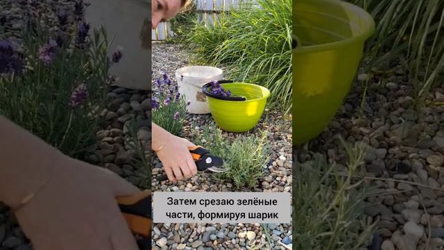 Летняя обрезка лаванды