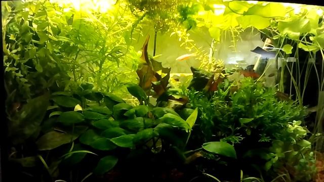 Сколько нужно света в аквариум. Хватит ли столько ватт. смотреть онлайн