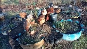 ПОЧЕМУ КУРЫ ПЕРЕСТАЛИ НЕСТИСЬ ОСНОВНЫЕ ПРИЧИНЫ