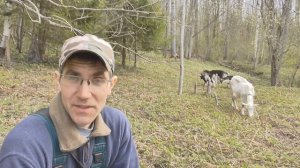 ТОП 3 мифы о козьем молоке! С этими мифами сталкивается каждый козовод!