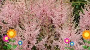 Астильба арендса Эрика. Краткий обзор, описание характеристик astilbe arendsii Erika