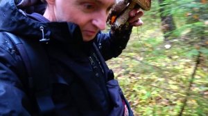 ГРИБОВ МНОГО В ОКТЯБРЕ,ПОДМОСКОВЬЕ