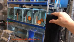 Aquarists of Russia Фильтрация нерестовика для дискуса