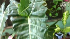 ALOCASIA VARIETIES NAMES / IDs (Ep #1) Philippines