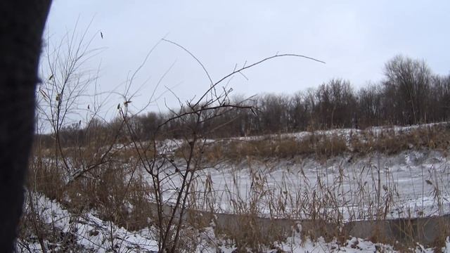 Зимняя утка.#охотанаутку