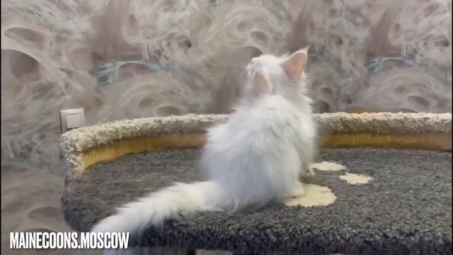 Белая голубоглазая малышка Мейн-кун, 2 месяца и 3 недели.