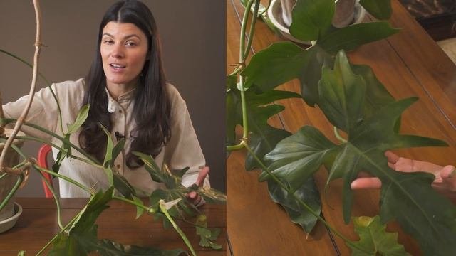 Philodendron Sp. 'Golden Dragon' Houseplant Care — 272 Of 365