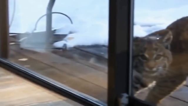 Рысь и кошка: о чем же говорили забавные животные? Перевод. смотреть онлайн