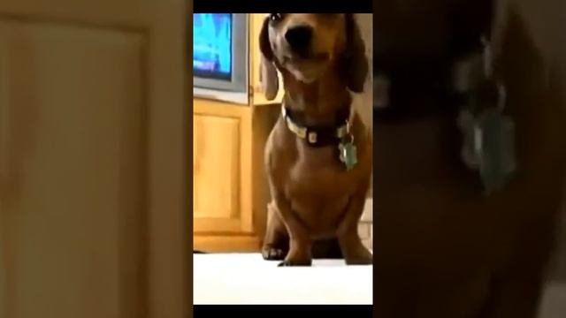 funny dogs 48#Shorts.mp4