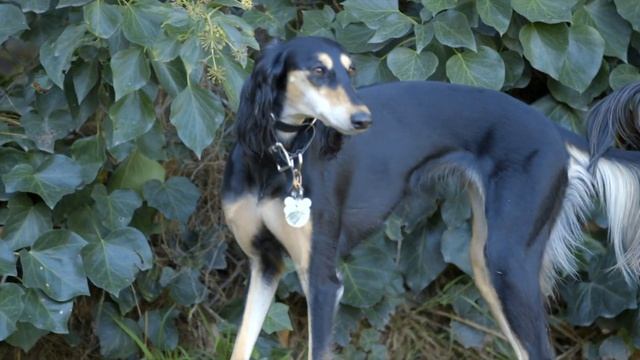 GET TO KNOW: THE SALUKI DOG смотреть онлайн