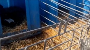 Работа на телятнике. Кормление телят. Содержание телят в индивидуальных домиках