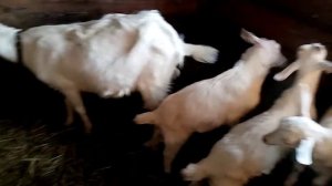 Не хочу доить козу как поступить