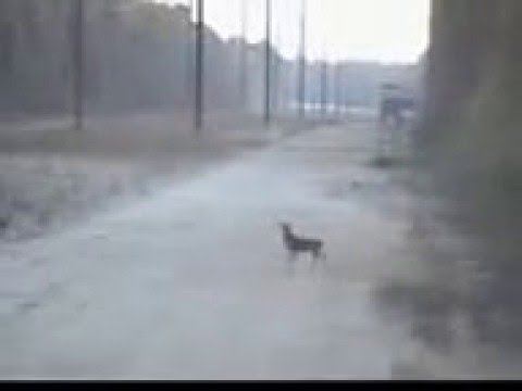 Олень с железными яйцами или совсем без мозгов смотреть онлайн