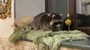 Кто там себе Енота хочет завести? НЕОБЫЧНЫЕ ДОМАШНИЕ ЖИВОТНЫЕ! Интересные факты про Енотов