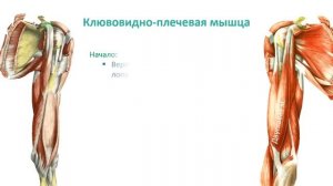 Мышцы пояса верней конечности и плеча: топография, строение, функции