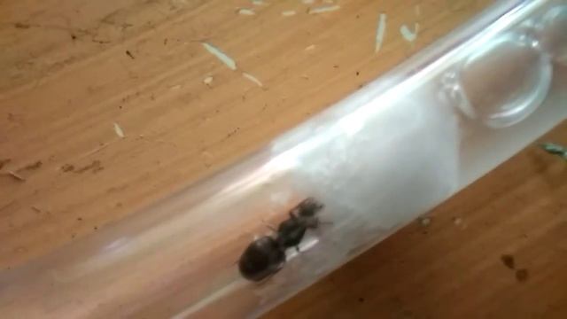 Жнецы против черного садового муравья часть 1 смотреть онлайн