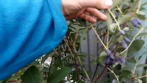 Защита жимолости от дроздов