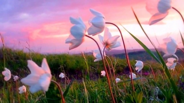 В ЗАРЕВЕ ЗАКАТА смотреть онлайн