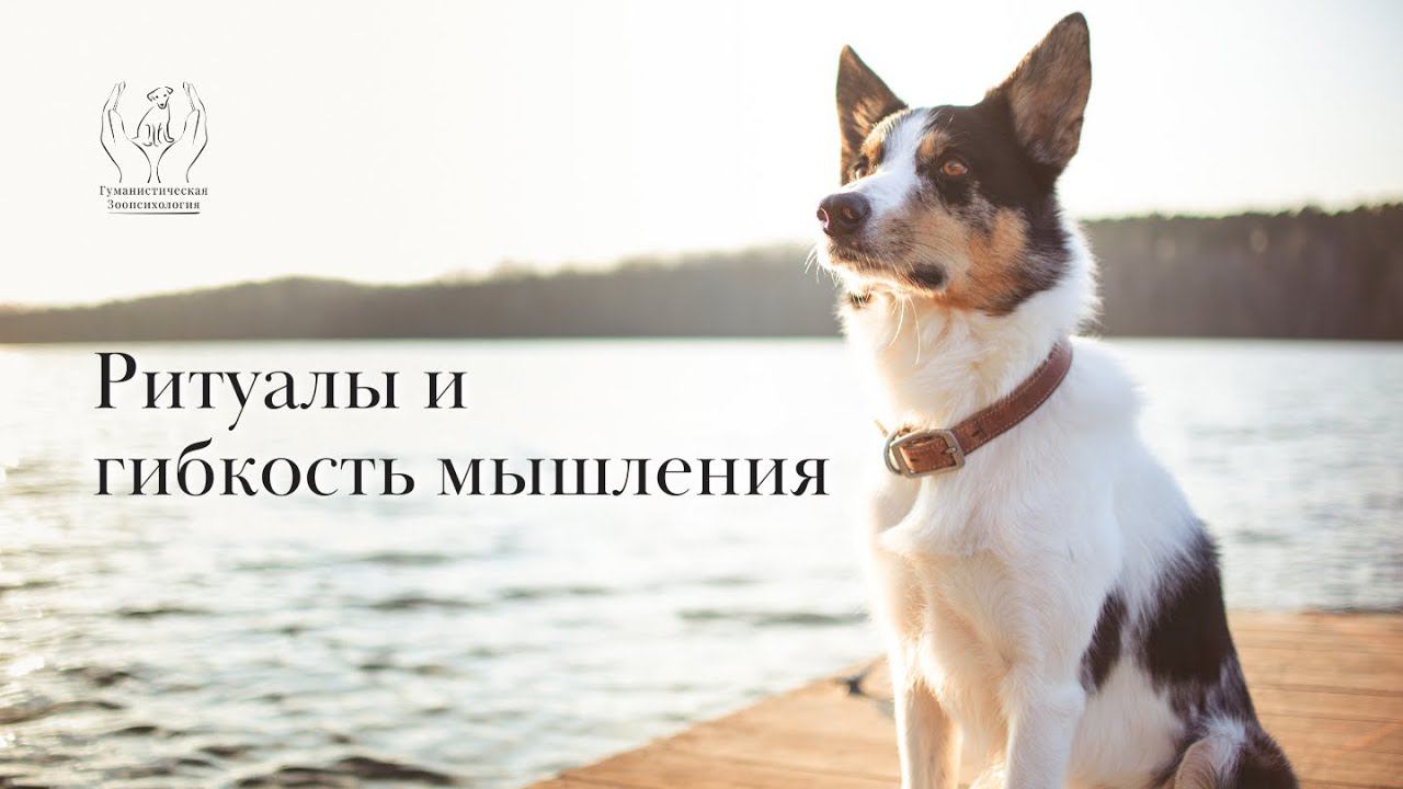 Ритуалы и гибкость мышления у собак смотреть онлайн