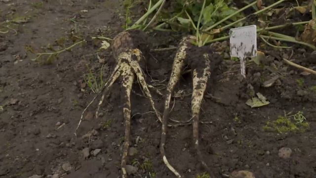 LIVE Show - Your Questions Answered! - Pots & Trowels смотреть онлайн