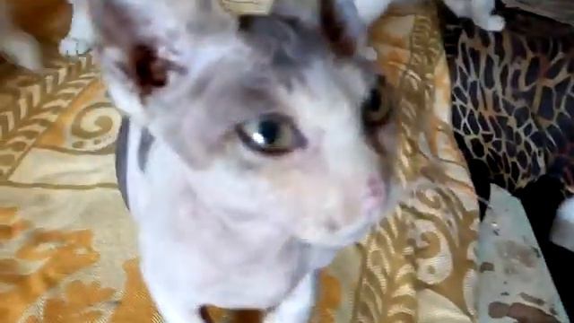 Котенок донского сфинкса и другие красивые котята