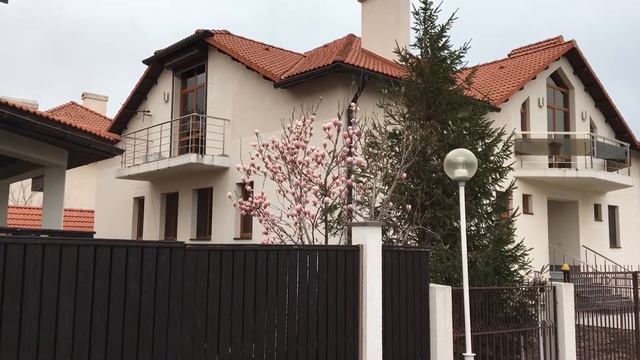 Цветение магнолии в Геленджике