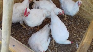 Содержание бройлеров на маленьком участке: бюджетный вариант курятника