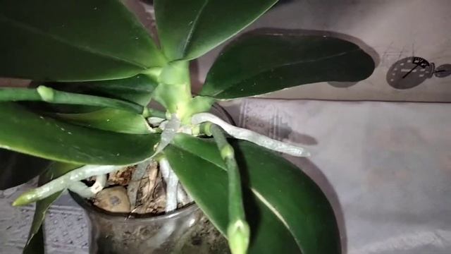 Орхидея Анаконда ( phal. zheng min anaconda ) смотреть онлайн