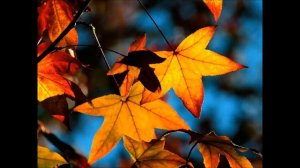 Осень автор-исполнитель Евгений Бобков видео Владимир Соловей