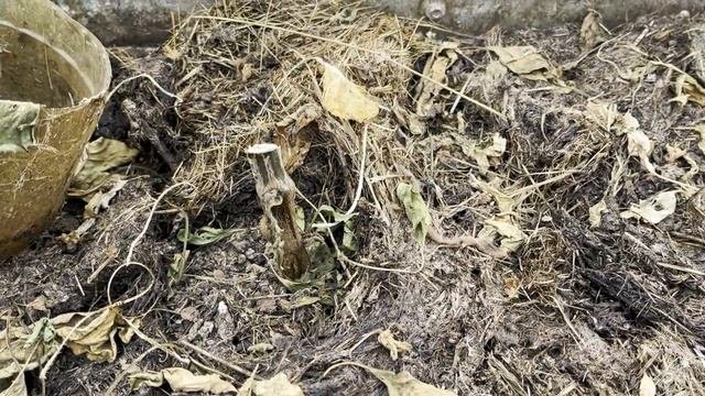 ВСЁ о СИДЕРАТАХ для новичков