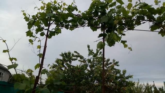 Виноград.Высокоштамбовые формировки. смотреть онлайн