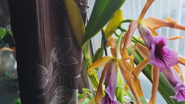 Cattleya tenebrosa in bloom! смотреть онлайн
