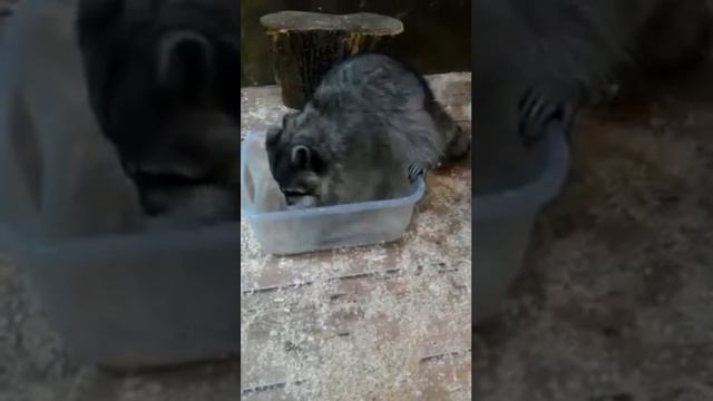 Трогательный зоопарк в Краснодаре смотреть онлайн