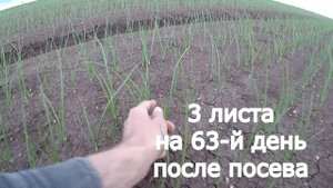 Лук Миссисипи - серия 3. Гербицидная защита. Как разогнать листовую
