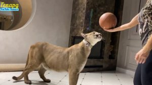 Пума Лондон и другие!